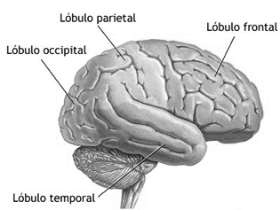 Lóbulos del cerebro